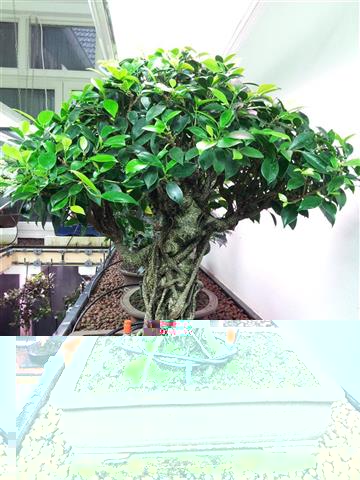 16-Ficus-Retusa (Klein).jpg