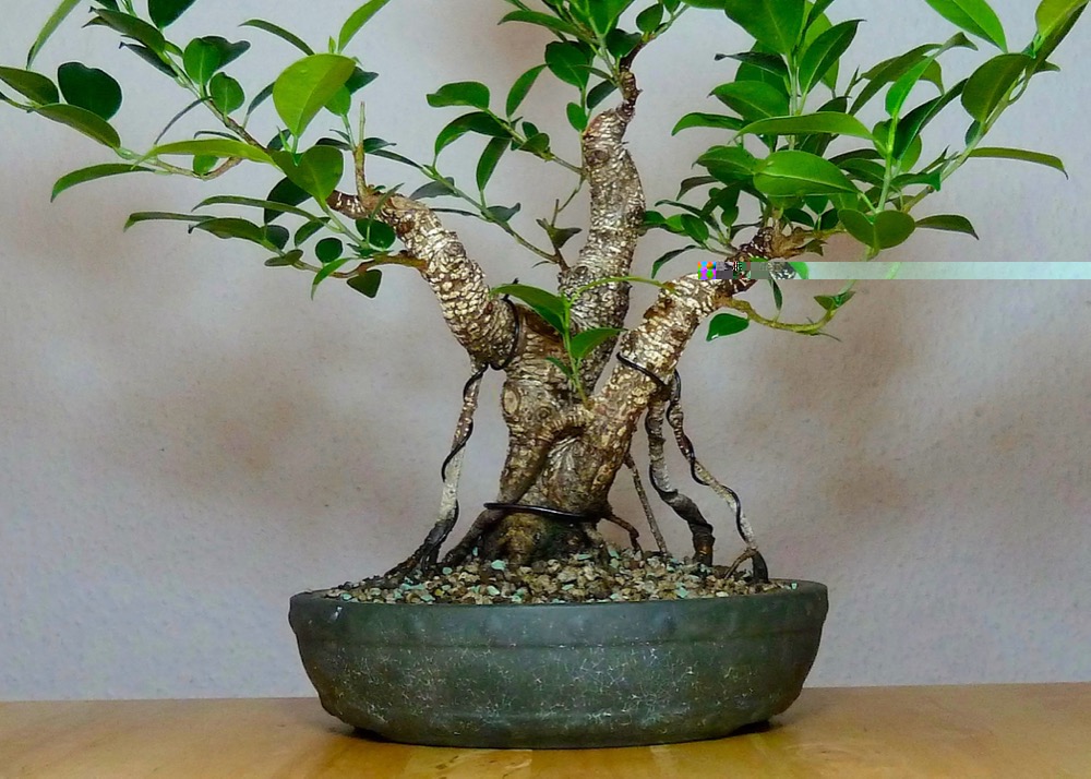 Ficus M. vorne 2.jpg