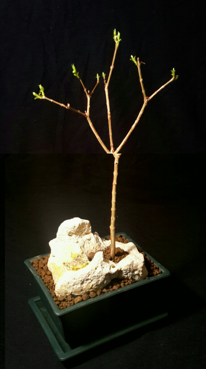 Granatapfelbaum ( gezogen aus den Samen einer gekauften Frucht )