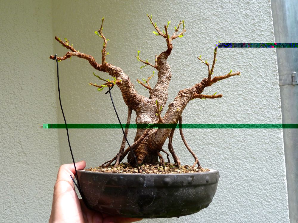 Ficus.jpg