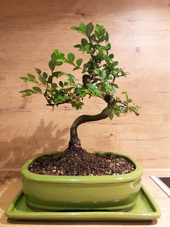 bonsai_komprimiert-725x967.jpg