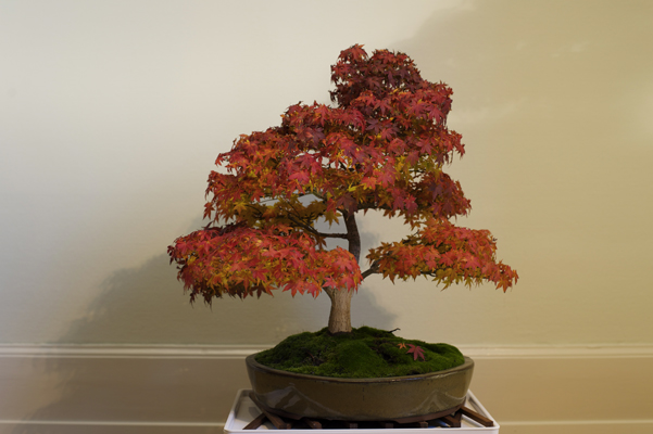 Acer palmatum im Herbstkleid