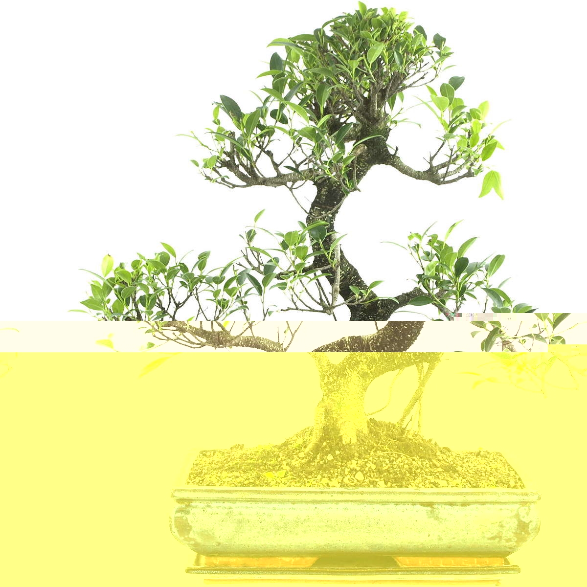 bonsai-banyanfeige-ficus-161151-27328.jpg