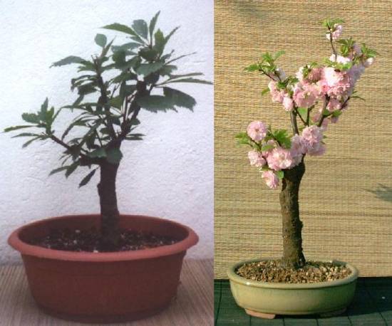 Mandelbaum 2002 erworben als
<br />Baumschulpflanze und in volller Blüte 2004
