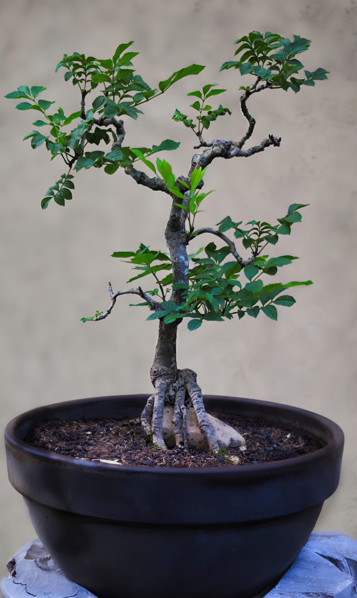 Walnuss-Bonsai nach ca. 20 Jahren