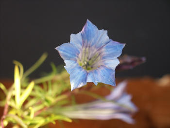 Gentiana-farreri_02.jpg