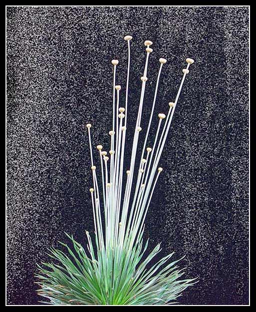 syngonathus chrysanthus 1.jpg