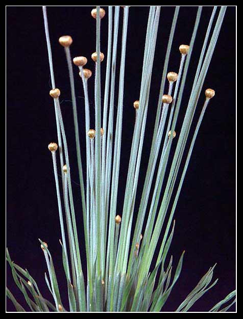 syngonathus chrysanthus 2.jpg