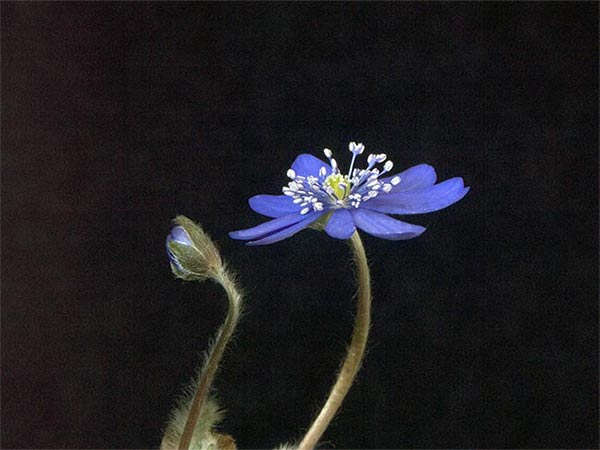 Hepatica-transsilvatica-2.jpg