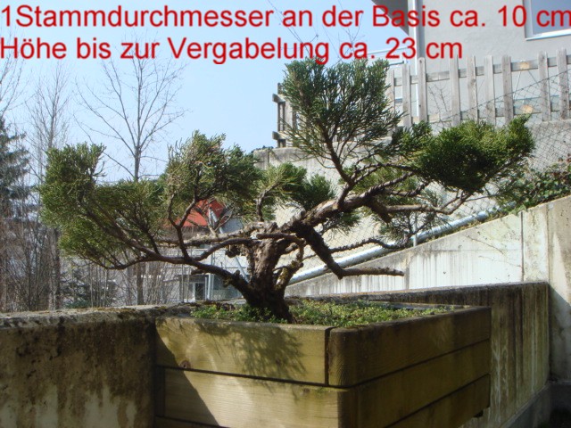 wacholder1.jpg