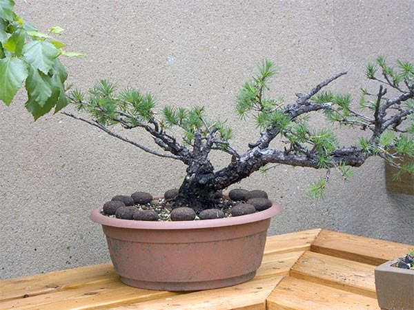 Larix-2.jpg