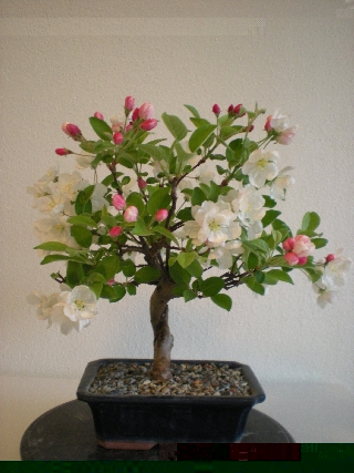 Bonsai 24.4.2009 057Forum.jpg