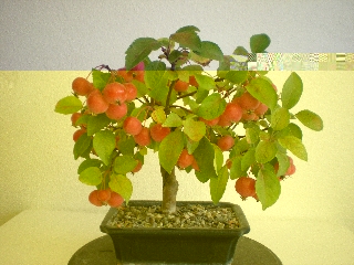 Bonsai 27.10.2009 048Forum.jpg