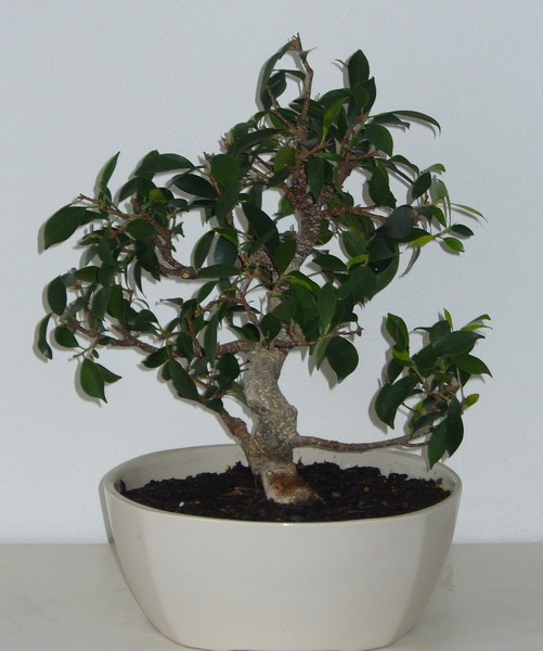 Ficus-012010-2.jpg