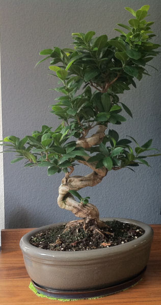 Welche Bonsai Art?