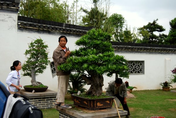 Steineibe in Bao`s Garten Huangshan China
