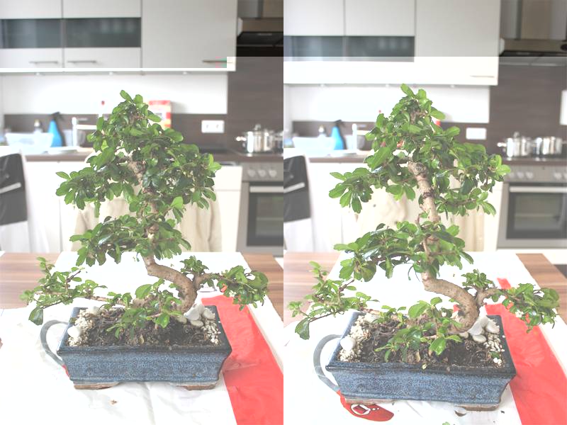 tn_Bonsai vergleich Kopie.jpg