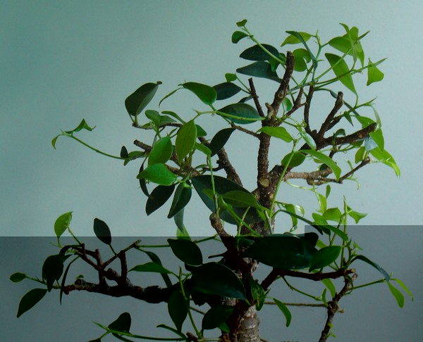 Ficus 052011-1.jpg