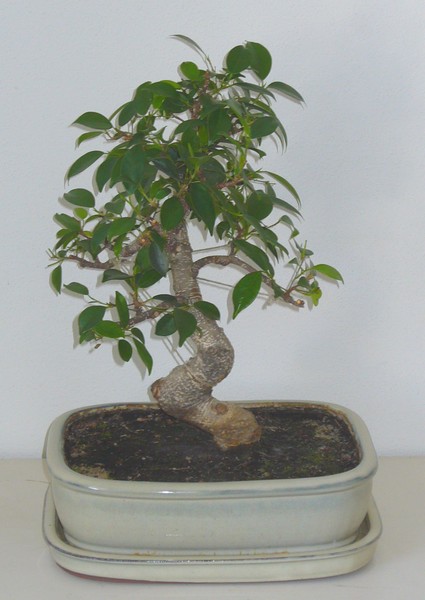 Ficus-102011.jpg