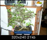 bonsai0359aj.jpg