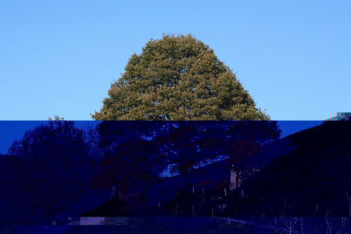 Neulich beim Urlaub im Münstertal fiel dieser gewaltige Baum vorm eine Linse ....