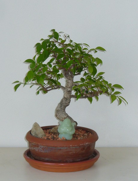 Ficus-072013.jpg