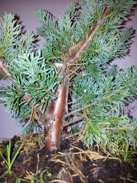 juniperus chin 3.jpg