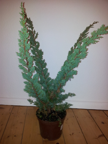 Juniperus chin 1.jpg