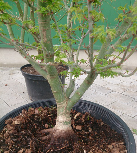 bonsai1.jpg