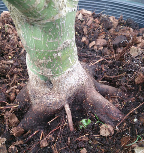 bonsai2.jpg