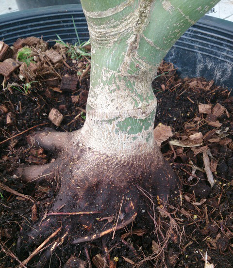 bonsai3.jpg
