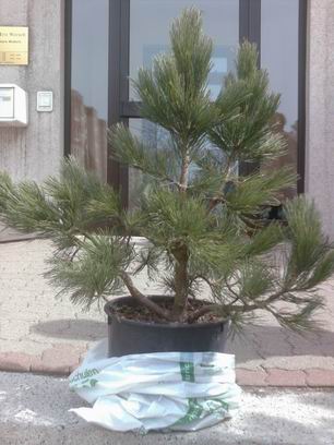 Resize of Resize of baum1_0027.jpg