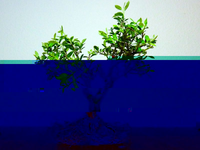 P1120928.jpg