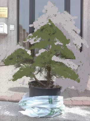 resize_of_resize_of_baum1_0027.jpg
