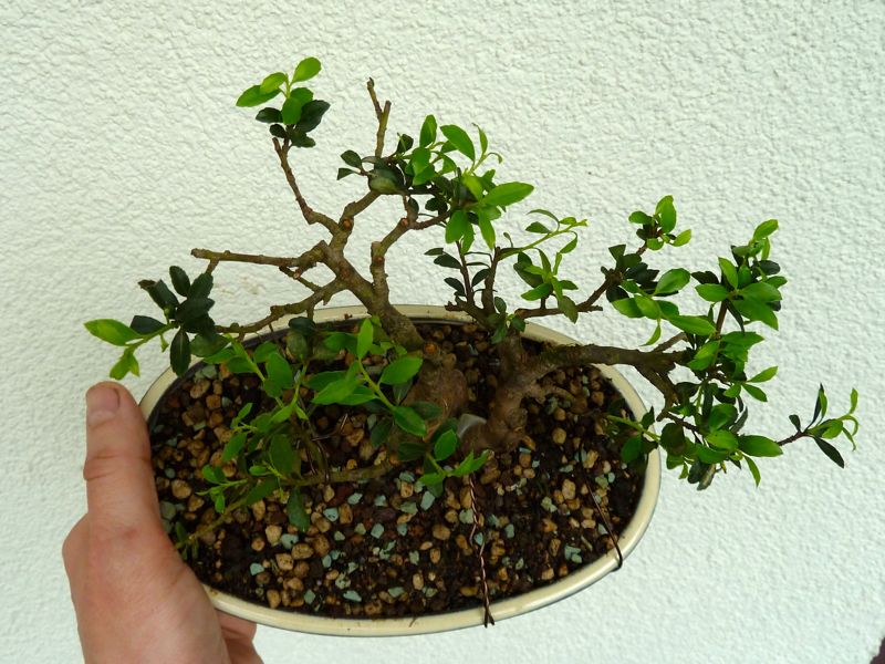 P1120976.jpg