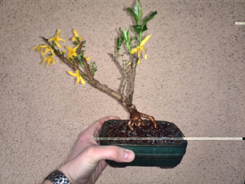 Forsythie