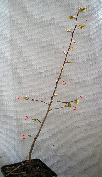 Carpinus.JPG