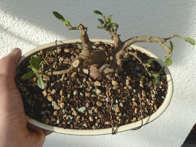 P1130121.jpg