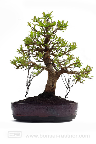 granatapfel_14_04_07_a