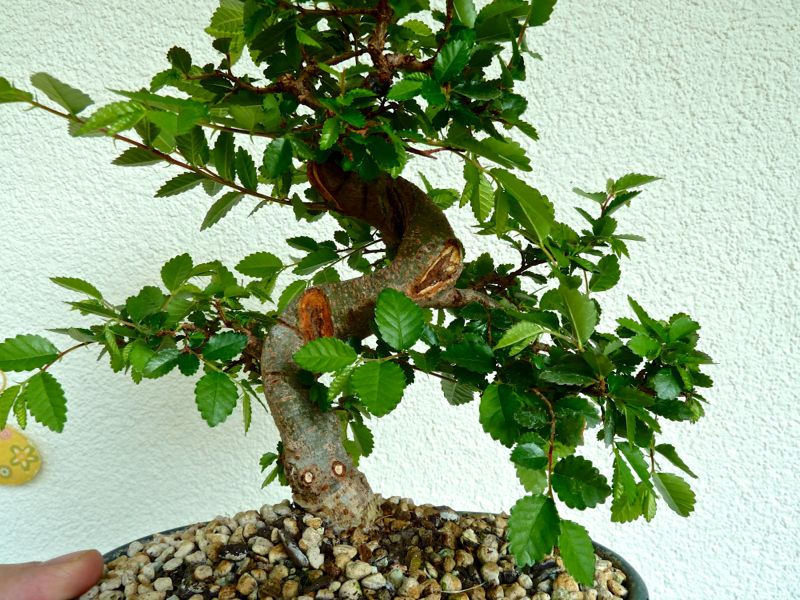 P1130244.jpg