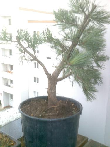 neu2_0055.JPG