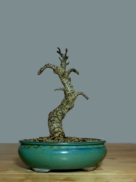 Ficus.jpg