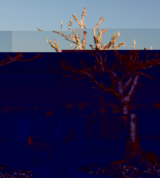 Acer03.jpg