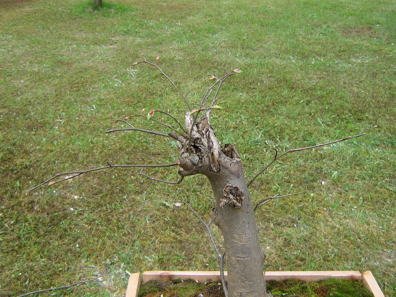 Sommerlinde Krone.jpg