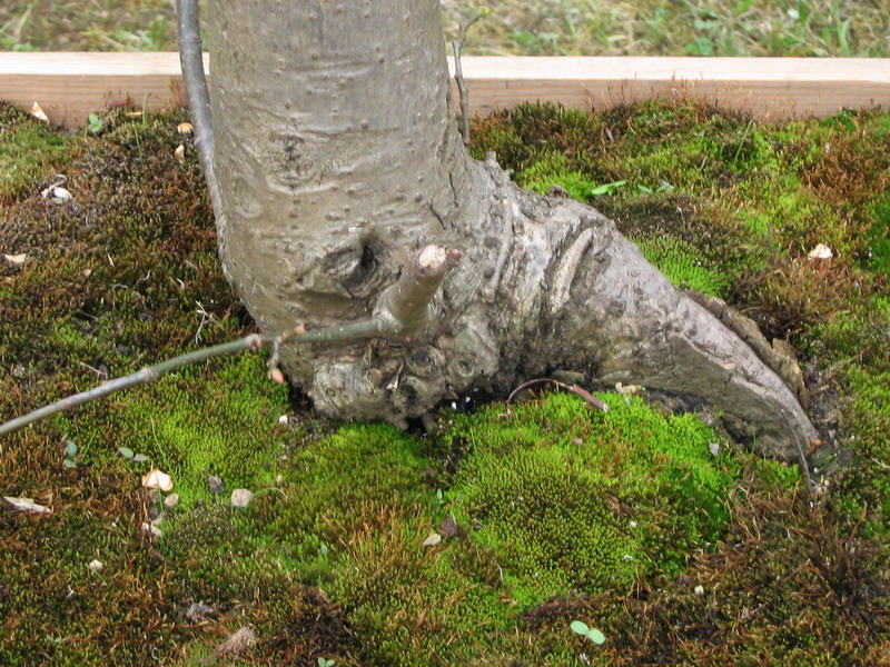 Sommerlinde Ansatz.jpg
