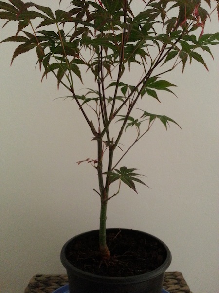 20140528_180632.jpg