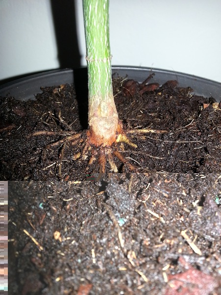 20140528_180306.jpg
