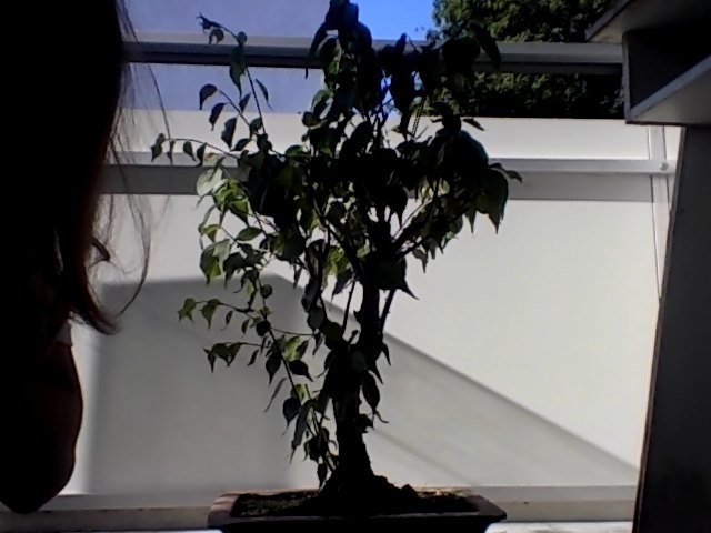 Unser Bonsai
