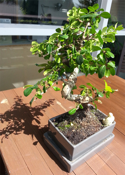 Bonsai2.jpg