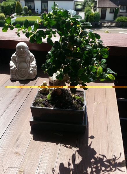Bonsai3.jpg
